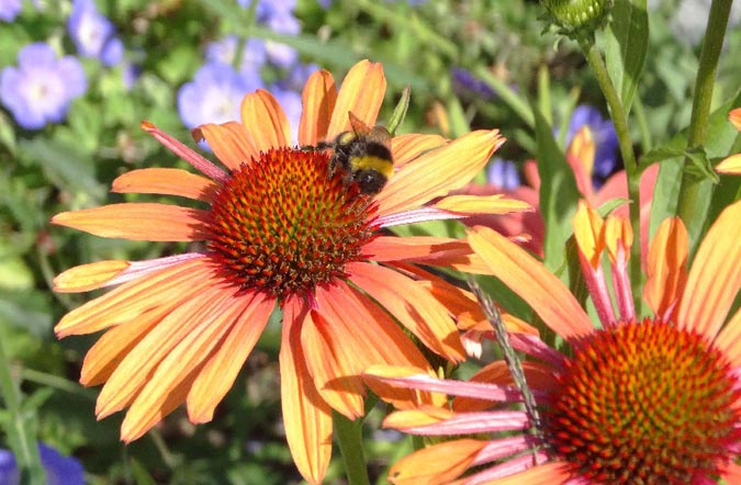 Buitenwen Tuinontwerp Heemskerk Beplanting Bloembollen