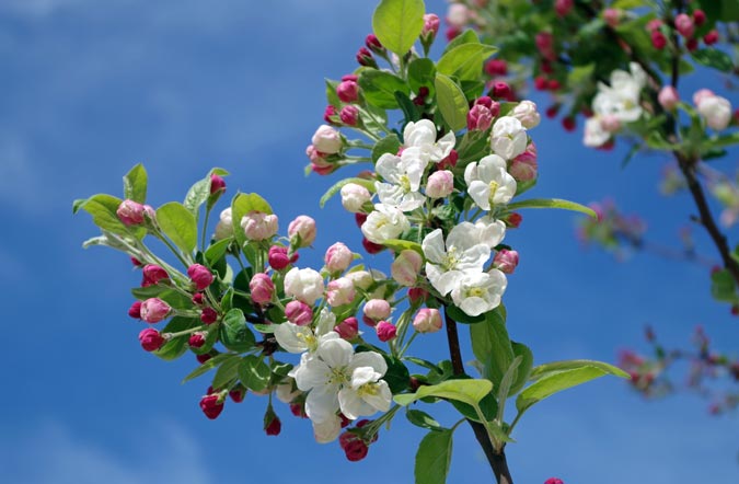 Buitenwen Tuinontwerp Heemskerk Beplanting Bomen