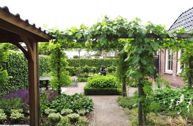 Buitenwen Tuinontwerp Heemskerk Beplanting Klimplanten