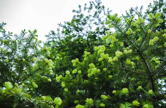 Buitenwen Tuinontwerp Heemskerk Beplanting Vaste Planten