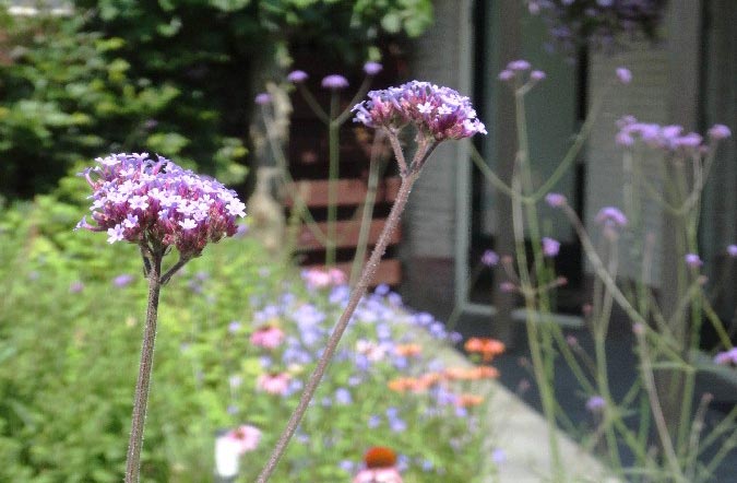 Buitenwen Tuinontwerp Heemskerk Beplanting Een en twee jarige planten en bloemen