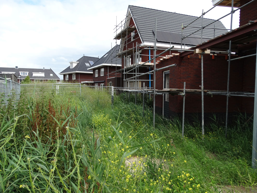 Buitenwens-Tuinontwerp-Heemskerk-Trendy-Tuin-in-Heemskerk-met-berken-Voor