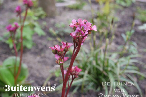 Buitenwens-Tuinontwerp-Heemskerk-Bergenia