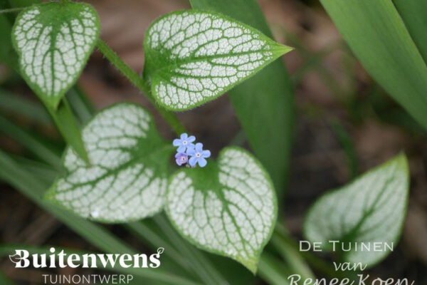 Buitenwens-Tuinontwerp-Heemskerk-Brunnera