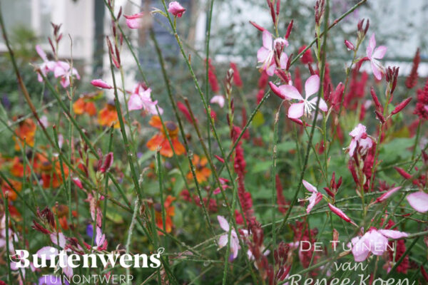 Buitenwens-Tuinontwerp-Heemskerk-Metamorfose-Bloemenpracht