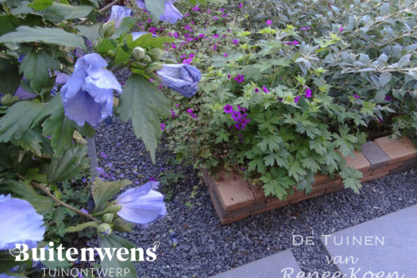 Buitenwens-Tuinontwerp-Heemskerk-Metamorfose-Hibiscus