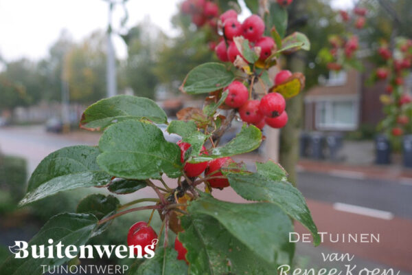 Buitenwens-Tuinontwerp-Heemskerk-Metamorfose-Malus-Red-Sentinel