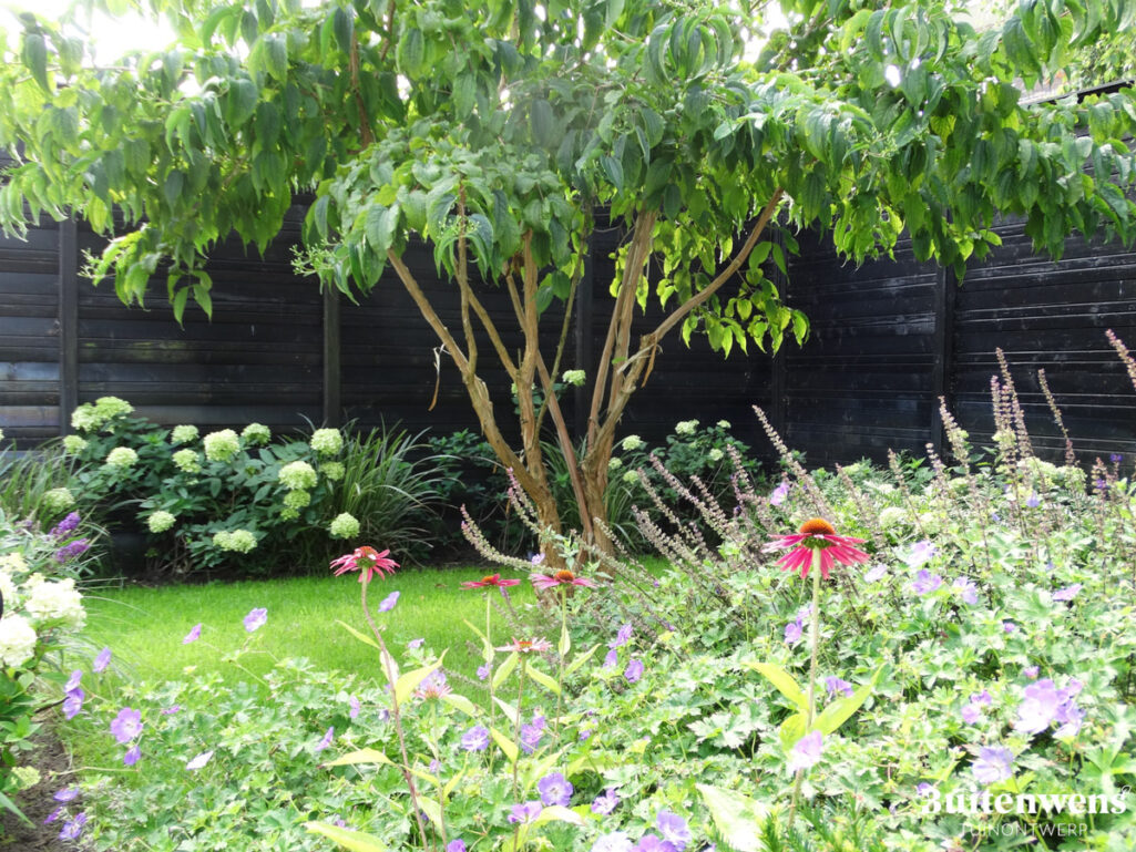 Buitenwens Tuinontwerp Heemkserk Moderne Leeftuin Heiloo met Meerstammige boom