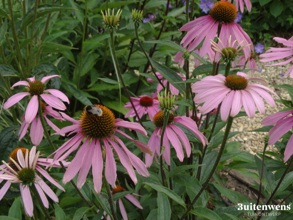 Buitenwens Tuinontwerp Heemskerk Landelijke tuin Heemskerk Zonnehoed met Bij