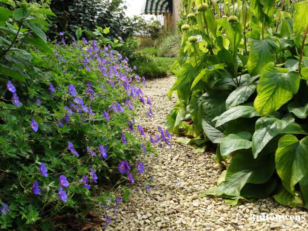 Buitenwens Tuinontwerp Heemskerk Landelijke tuin Heemskerk met Blauwe geranium