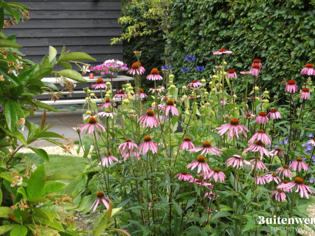 Buitenwens Tuinontwerp Heemskerk Landelijke tuin Heemskerk met Echinacea